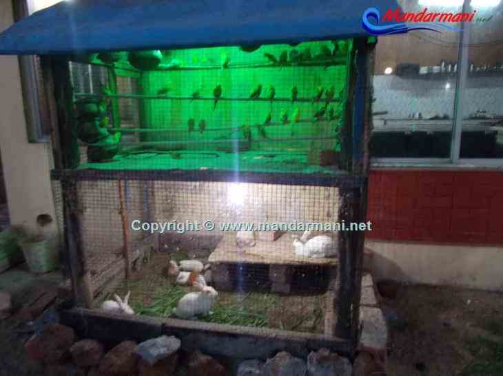 Resort Hirok Jayanti - Pet - Animals - Mandarmani