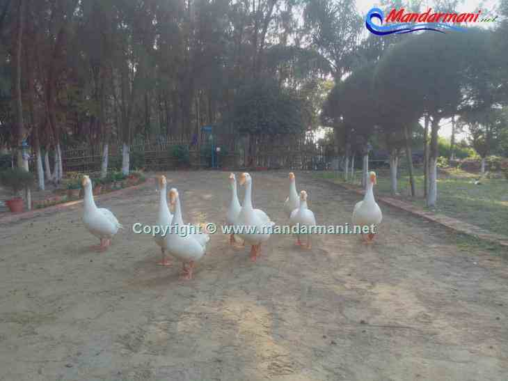 Digante - Garden With Swan Group - Mandarmani