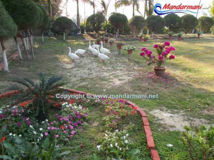 Digante - Garden With Swine - Mandarmani