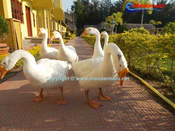 Digante - Group Of Swan - Mandarmani