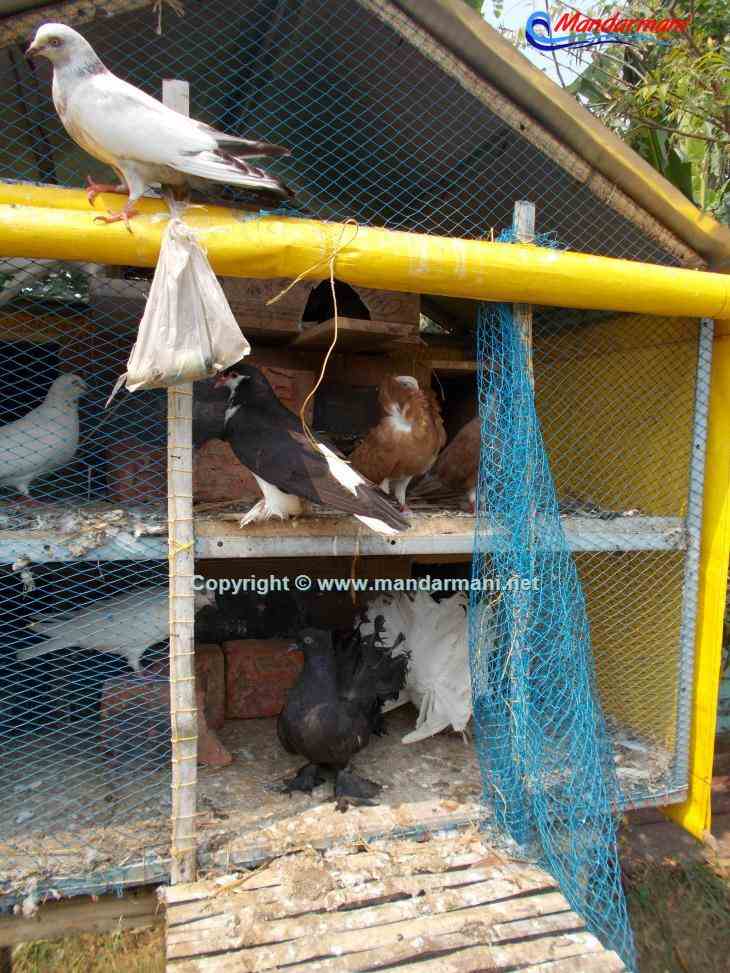 Resort Priyajeet - Birds - Pet - Mandarmani